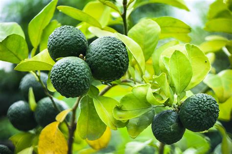 How to Grow a Kaffir Lime Tree | GardensAll