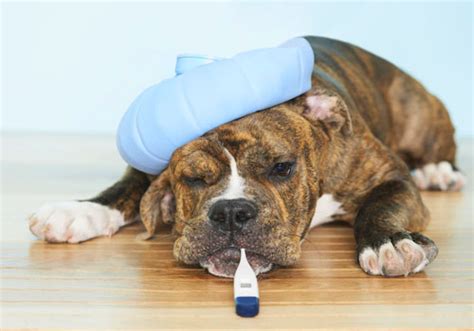 Benadryl for Dogs: Benefits, Dosage, Side Effects, Safety and More