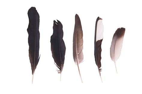 Crow Feather Stock Photos, Pictures & Royalty-Free Images - iStock