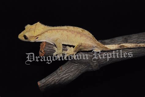 Crested Gecko Breeding Revisited - Gecko Time