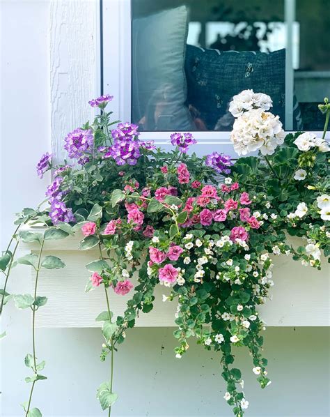 White Pink and Purple Flower Boxes | Window box flowers, Fall window boxes, Gorgeous window boxes