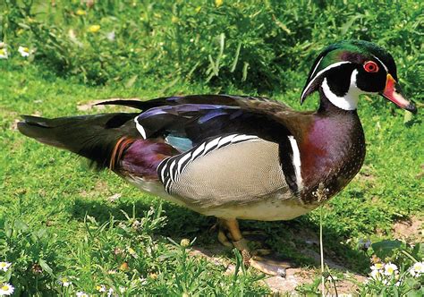 Wood duck | Mallard, Waterfowl, Plumage | Britannica