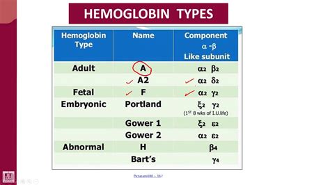 Hemoglobin Types