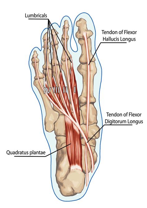 flexor hallucis longus tendon pain