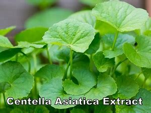 Centella Asiatica Extract Supplier Malaysia | Buy Centella Asiatica Extract