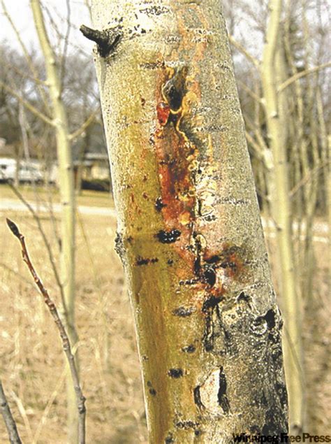 Stop pests and disease in poplars and aspens - Winnipeg Free Press Homes