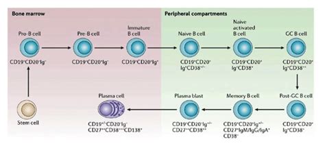 B cell development [35] | Download Scientific Diagram