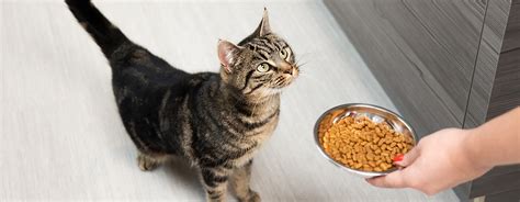 Cat Feeding Advice & Top Tips | Purina