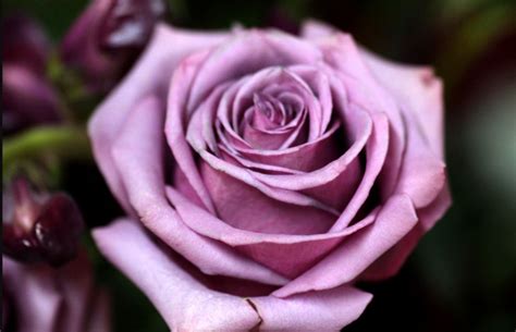 Purple Roses, Incredible Beauty in the Shadow of a Rarity