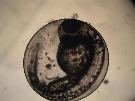 Fish Embryo Development Stages