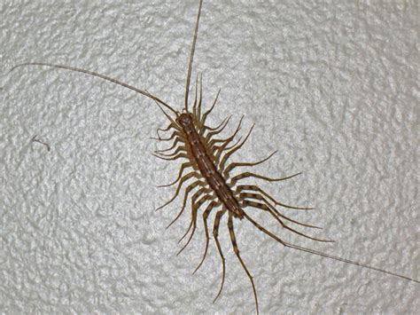 Centipede Looking Bug