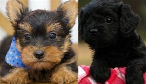 Australian Silky Terrier Breeders - Dogs and Puppies for Sale