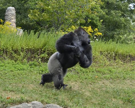 How to survive a Gorilla attack | Surviving a Gorilla attack