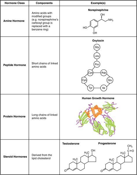 File:1802 Examples of Amine Peptide Protein and Steroid Hormone Structure.jpg - Wikimedia Commons