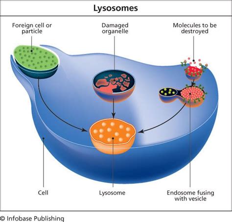 10 best Cell Parts / Biology Project images on Pinterest | Cell parts, Biology and A cell