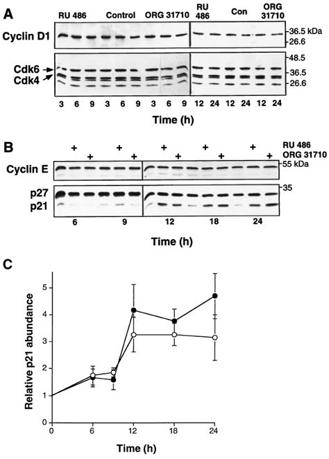 Antiprogestin Effects on Cyclin, CDK, and CDK Inhibitor Abundance... | Download Scientific Diagram