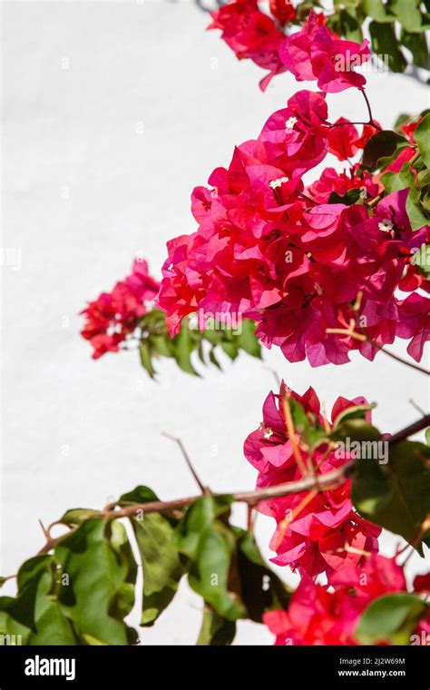 Bougainvillea Against Wall Stock Photo - Alamy