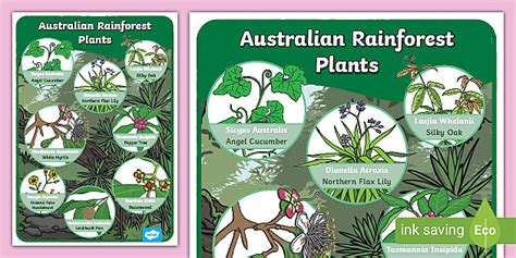 Australian Rainforest Plants display poster (teacher made)