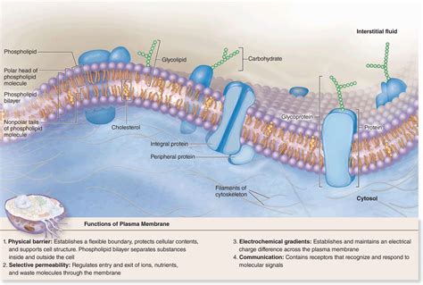 The Cytoplasm | Basicmedical Key