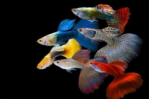 Guppy Fish: A Colorful and Easy-to-Care-for Addition to Your Aquarium - Guppiness.com