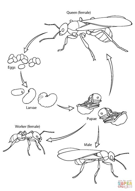 Ant Life Cycle coloring page | Free Printable Coloring Pages