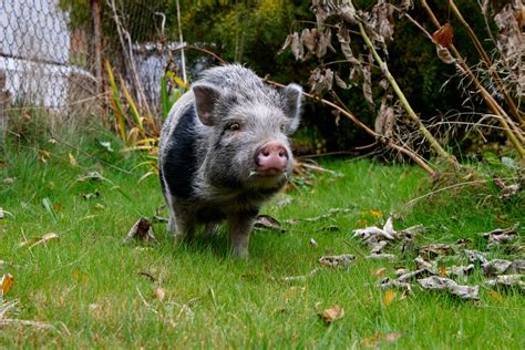 Keeping Backyard Pigs – How To Raise Pigs In The Backyard