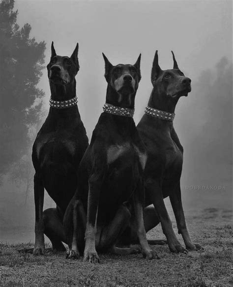 @rossy | Scary dogs, Doberman puppy, Doberman pinscher dog