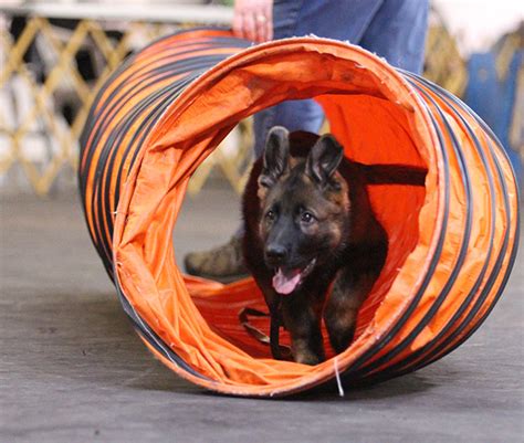 Classes – Companion Dog Training Club of Flint