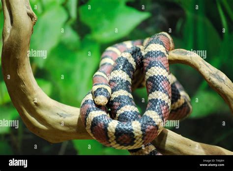 California Kingsnake ( Lampropeltis getula californiae ) coiled in its ...