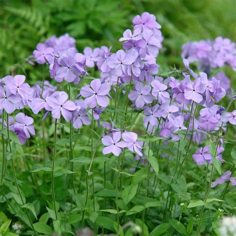 Spring Hill Nurseries 3 in. Pot Blue Moon Tall Phlox Purple Flowers Live Perennial Plant (1-Pack ...