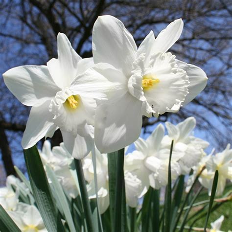 White Daffodil Mount Hood 100 bulbs | Tulip World | 32102