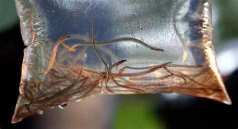 Sushi lovers beware: Fishermen of baby eels expect high price as stocks dry up | Fox Business