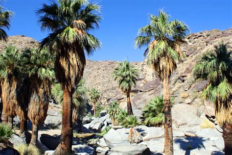 19 Top-Rated Tourist Attractions in Palm Springs, CA | PlanetWare