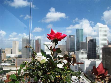 Skyline Terrace's roses are in bloom, high up on the 24th floor of Hilton Americas-Houston...how ...