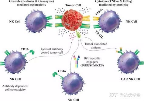 CAR-NK细胞----实体瘤治疗研究的热门选手 - 知乎