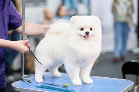 Premium Photo | A white pomeranian stands on a grooming table the ...