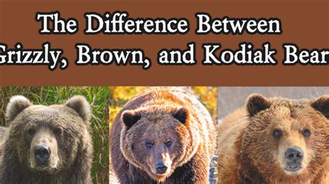 The differences between the subspecies of Alaskan brown bears: the ...