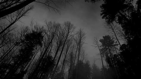 Black Forest, Beautiful Dark Forest HD wallpaper | Pxfuel