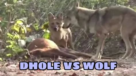 DHOLE VS WOLF | Indian Wild Dog And Indian Wolf Interaction - YouTube