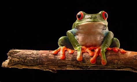 Red-eyed Tree Frog - AZ Animals