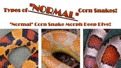 Corn Snake Morphs Guide