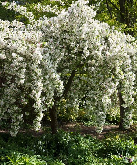 Crabapple tree care and growing guide | Gardeningetc