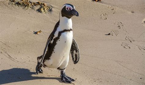 African Penguin Habitat