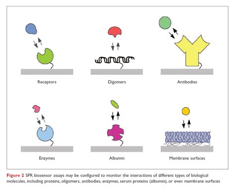 Surface Plasmon Resonance's impact on drug discovery - resolution, throughput and versatility ...