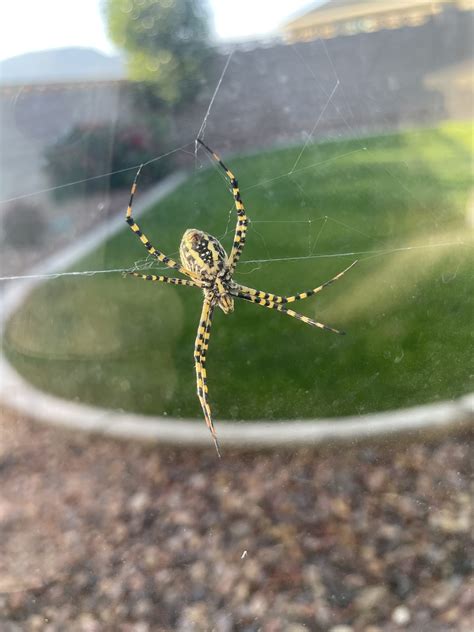 Unidentified spider in Cedar City, Utah United States