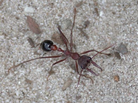 Big Bull Ant - Giant Brown Bull Ant Myrmecia Pyriformis Or Myrmecia ...