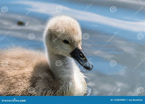 Beautiful Young Baby Swan is Swimming on a Water. Stock Image - Image of swan, animal: 123829089