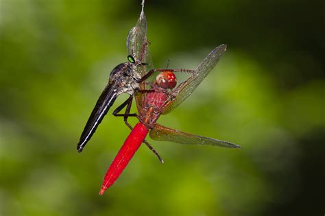 Dragonfly Predators