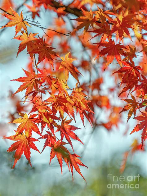 Red maple tree leaves Photograph by Olaf Protze - Fine Art America