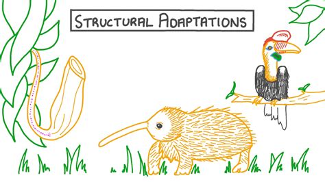 Lesson Video: Structural Adaptations | Nagwa